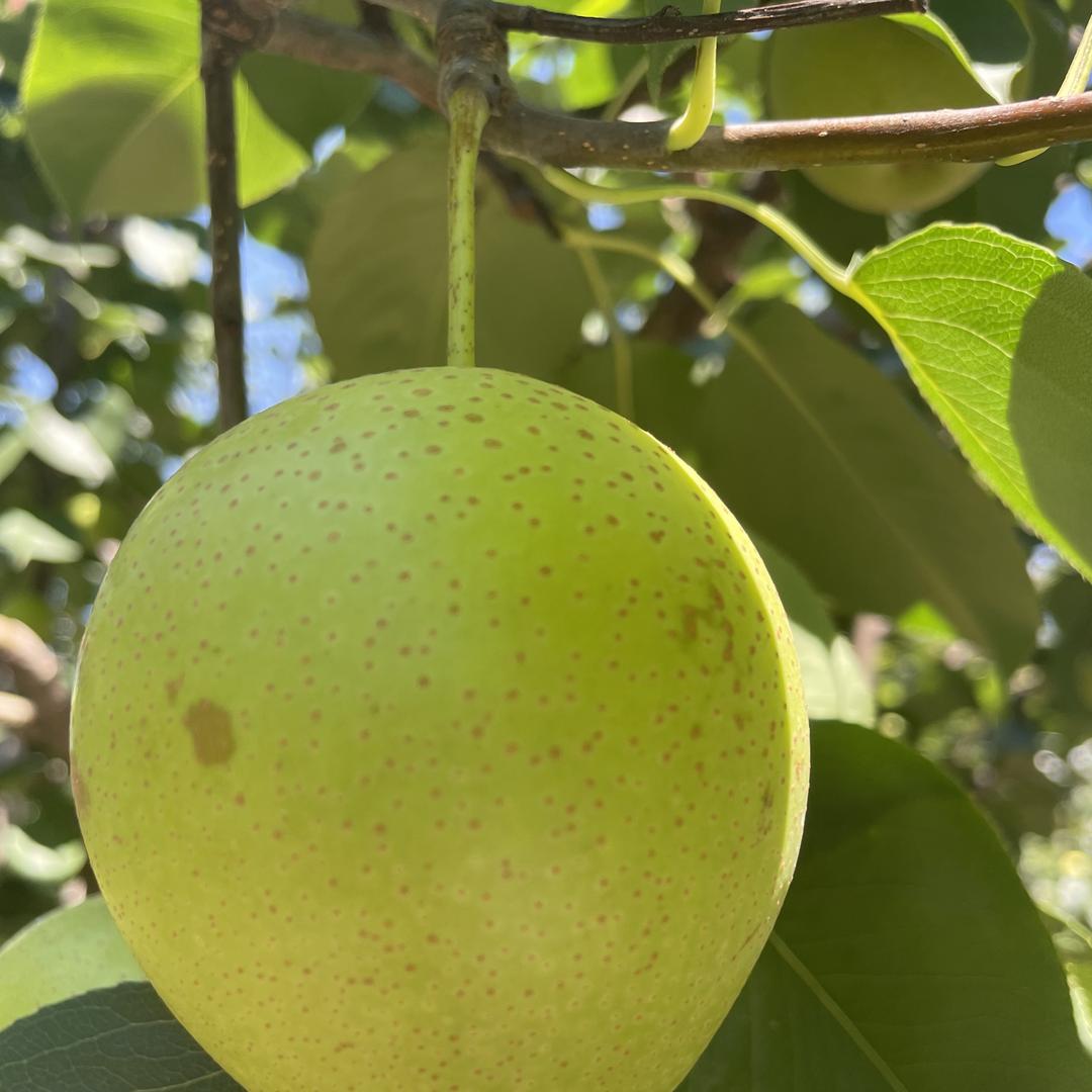 田家兄弟农品优鲜