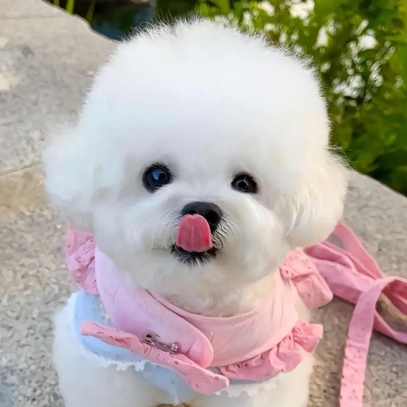 程程家的小比熊