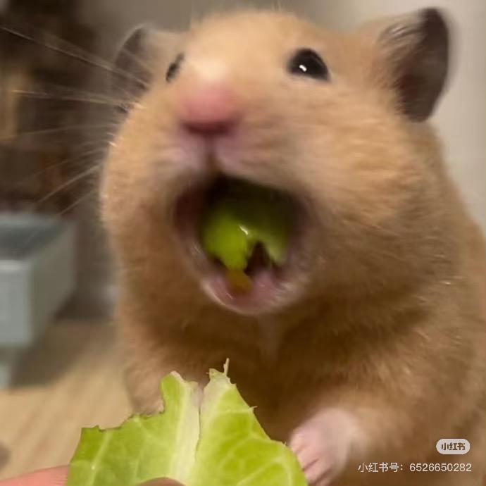 遇到困难睡大觉