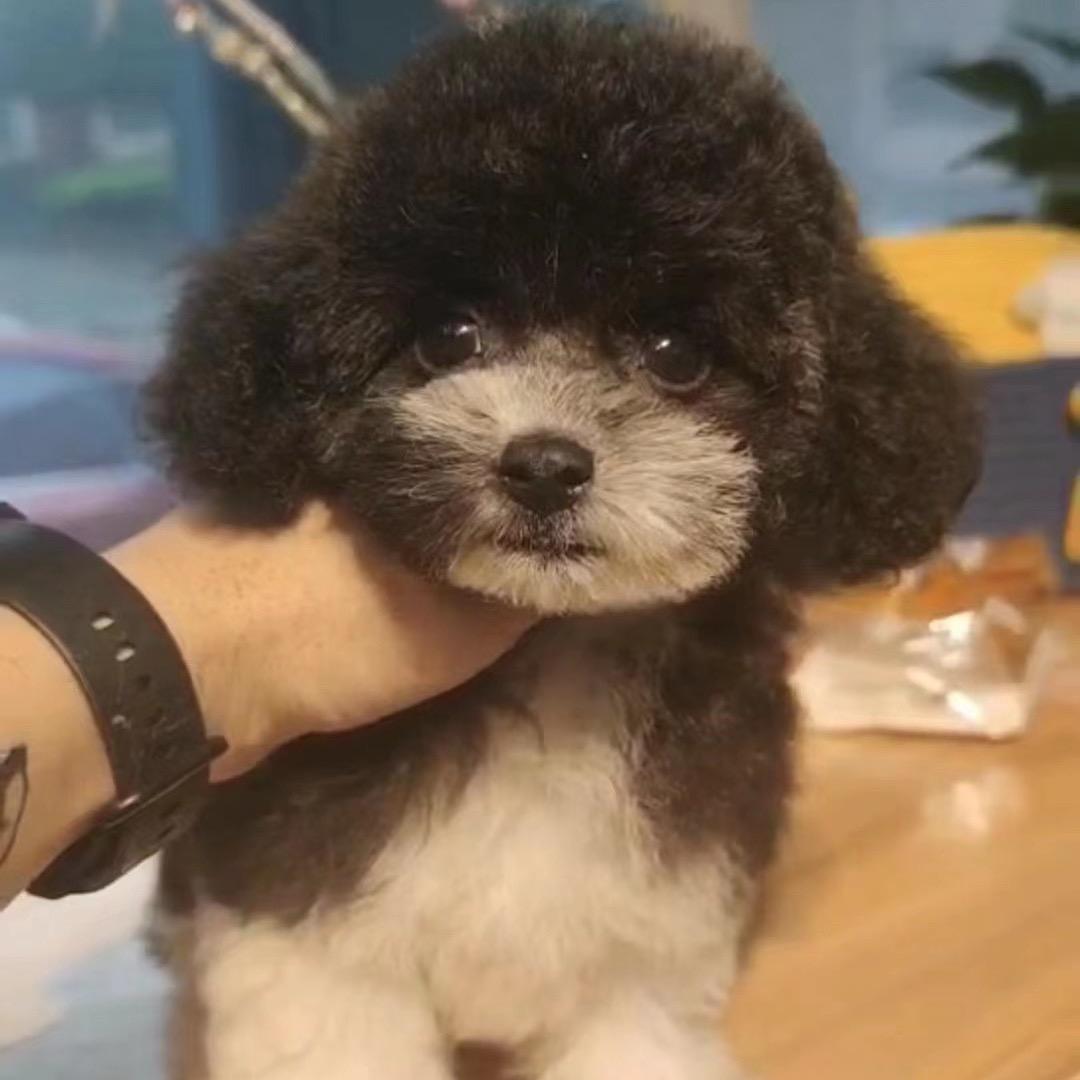 通城「思达宠物店」