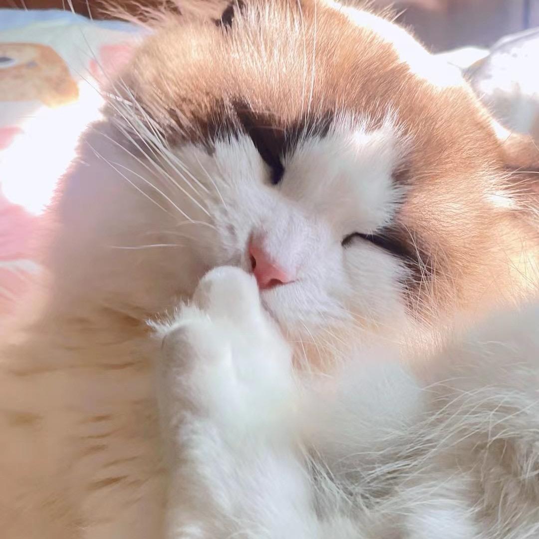 手工猫王
