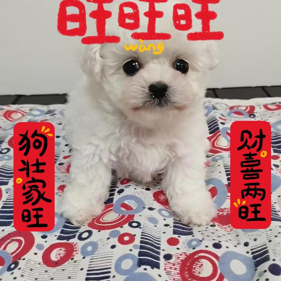 大琳宠物🐩🐕🦮🐕‍🦺
