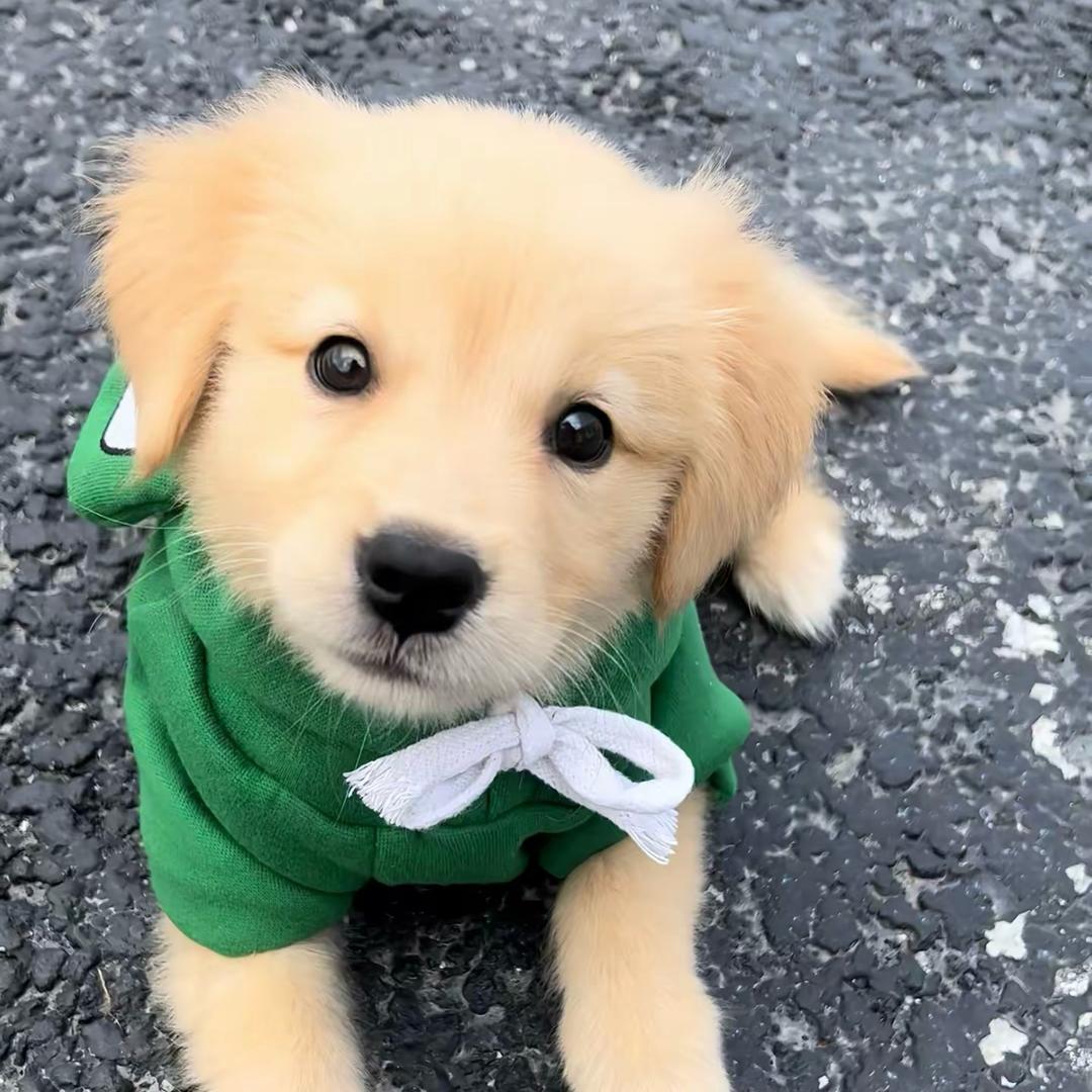明诚犬业