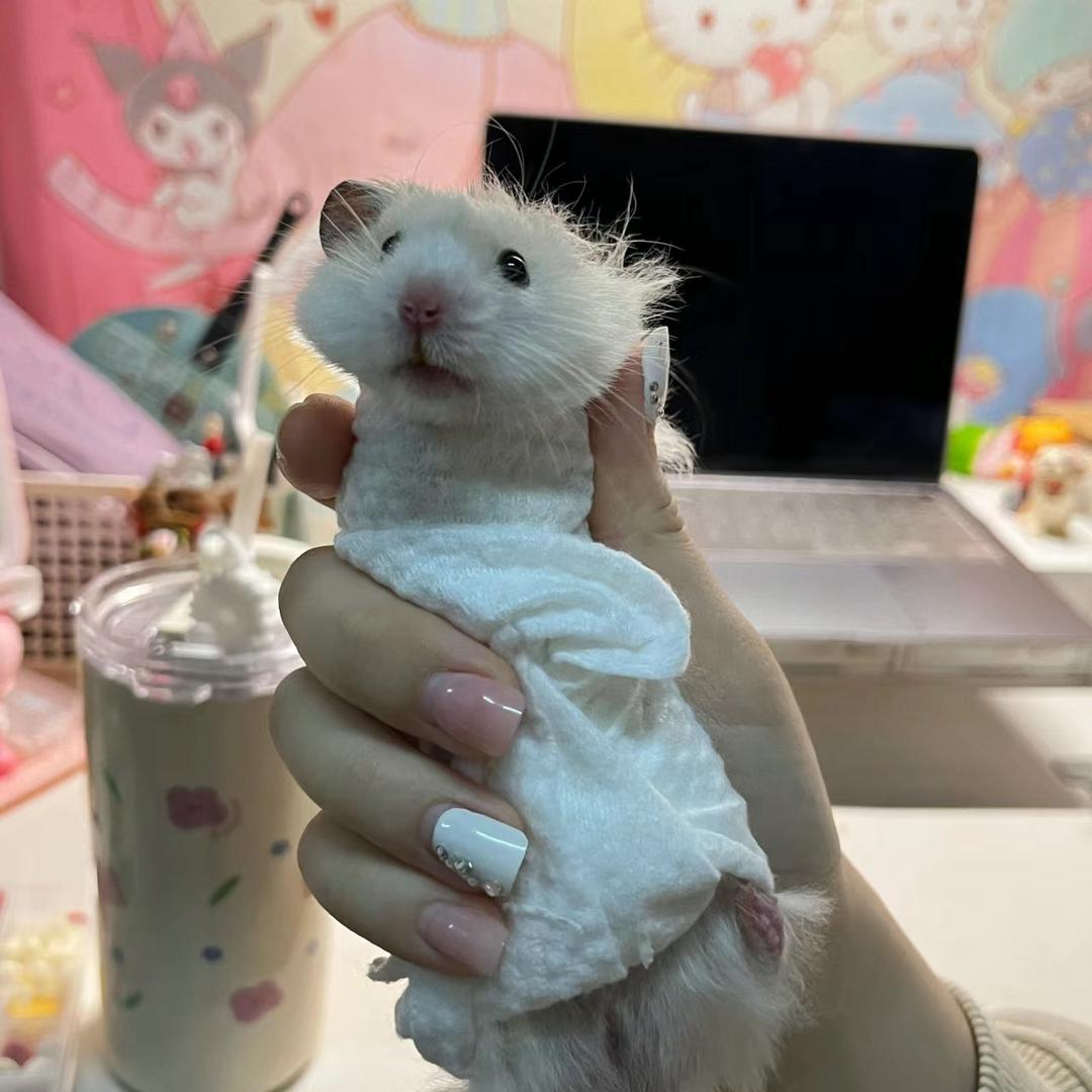 一只赖鼠