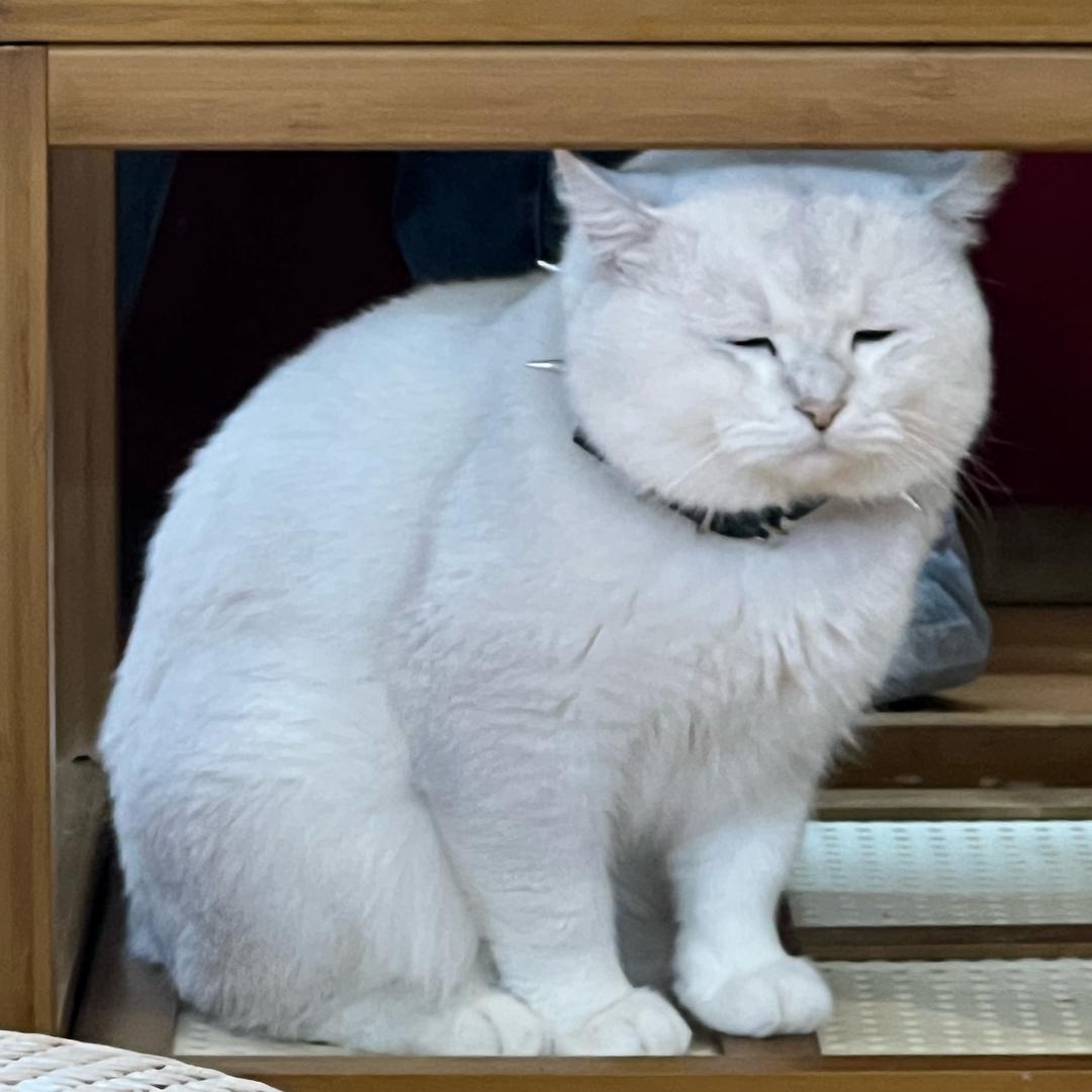 一只鱼饭