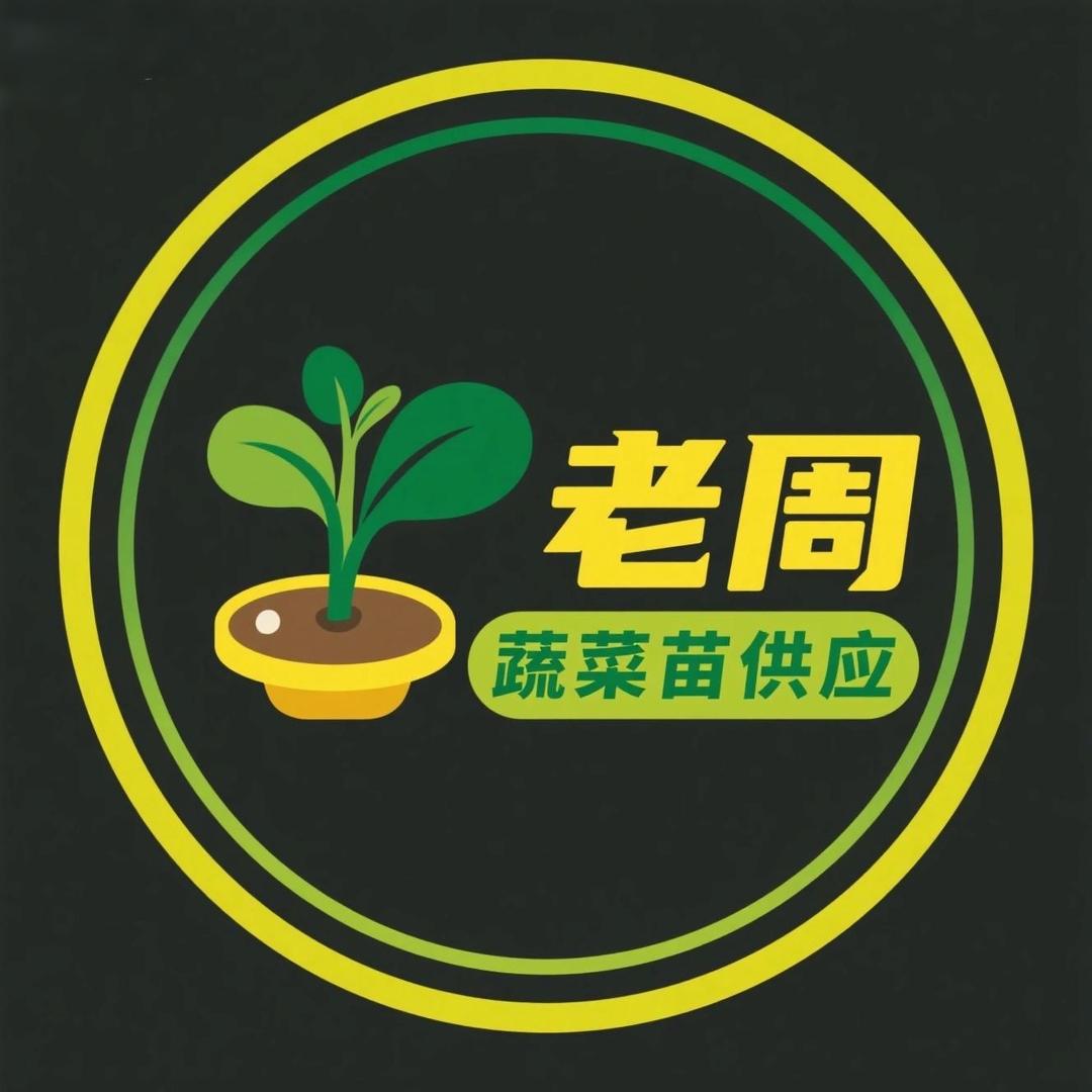 老周蔬菜苗玉米苗供应