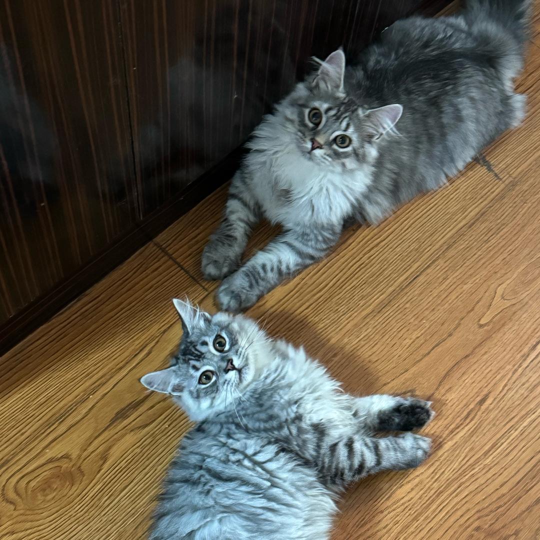 猫咪炸街