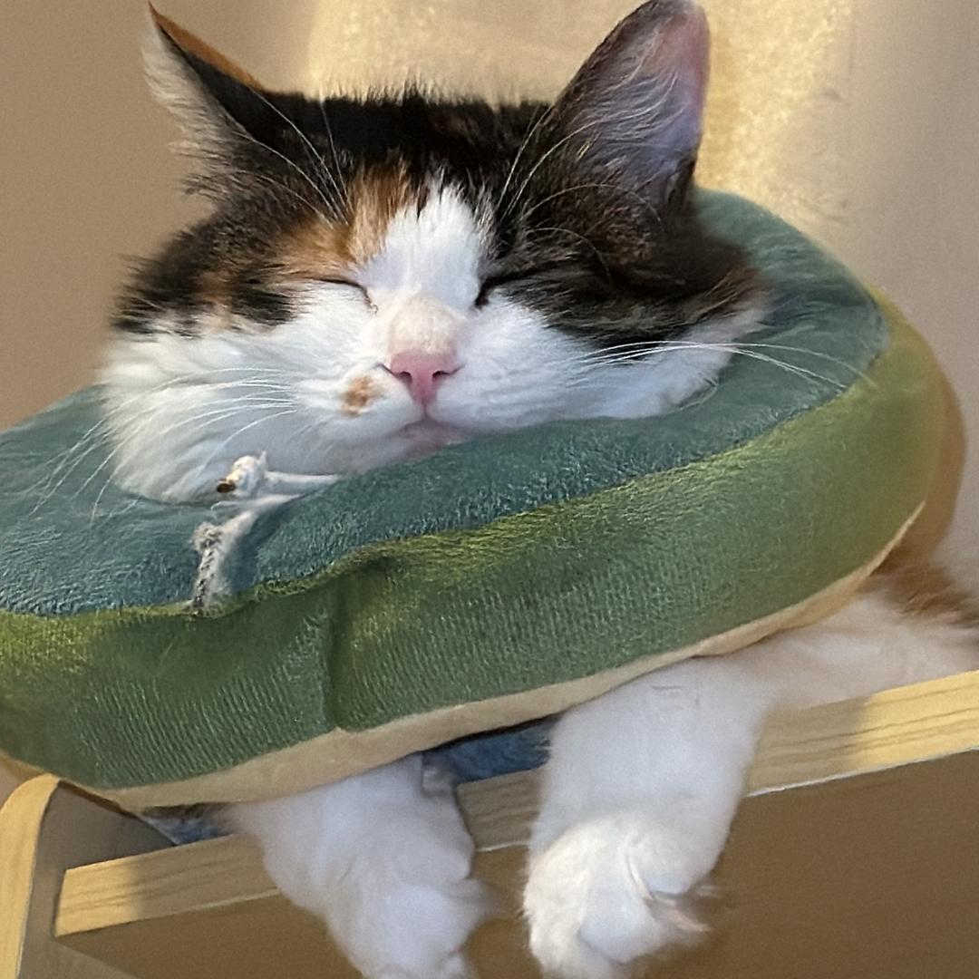 猫德研究员小杨