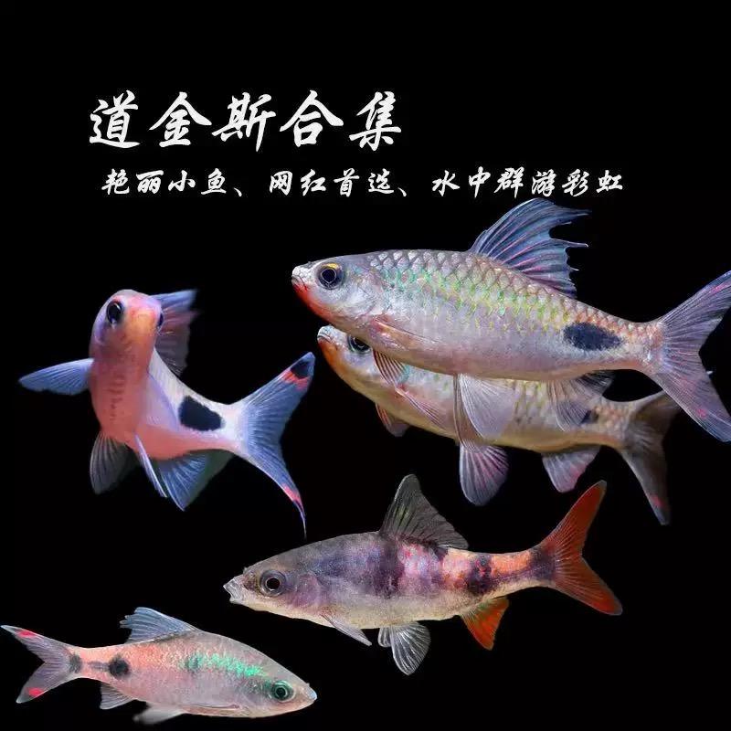 新兴水族