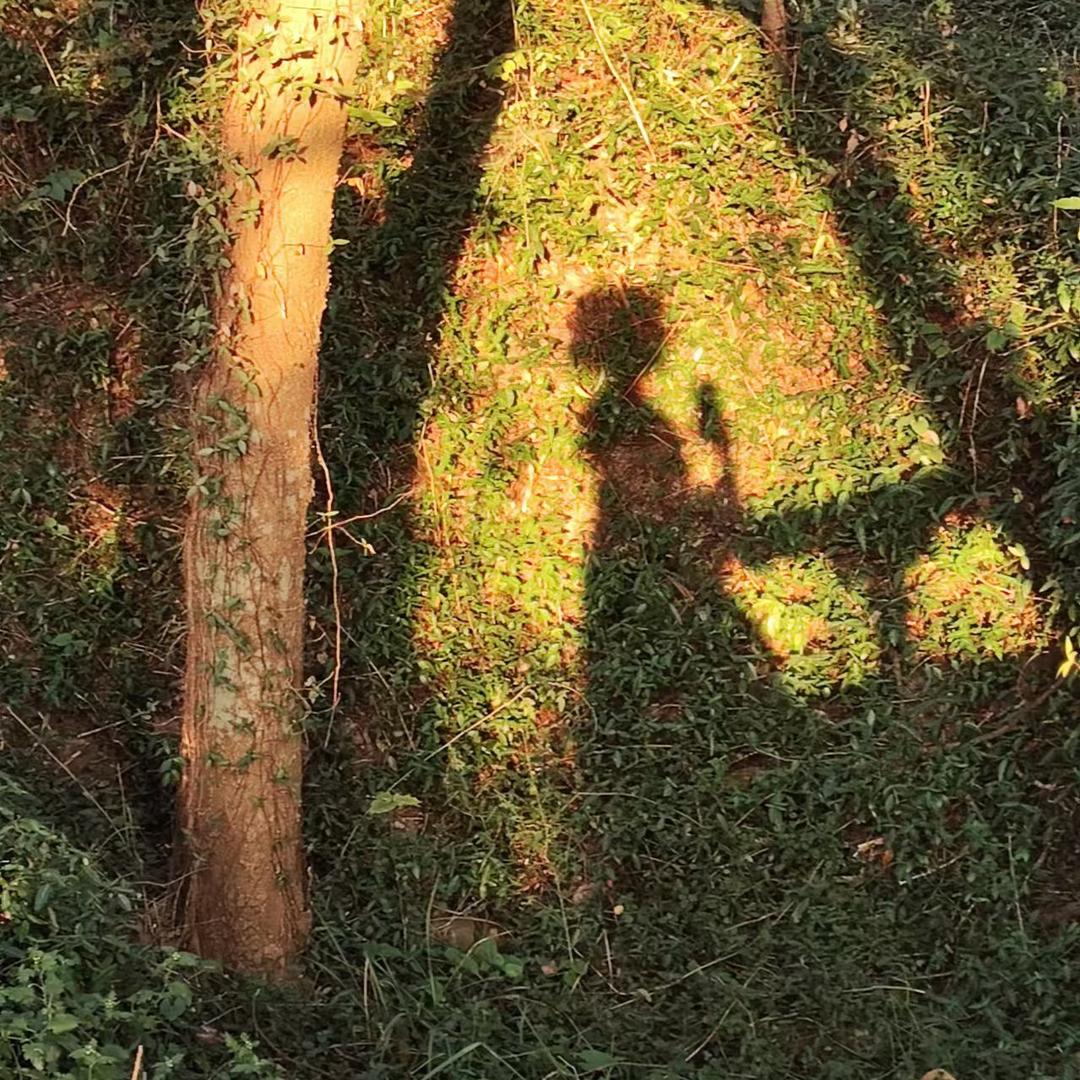 晴天荔枝