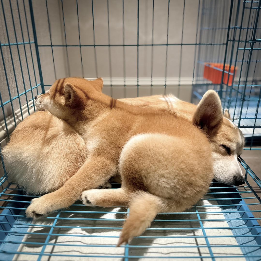 有柴有基