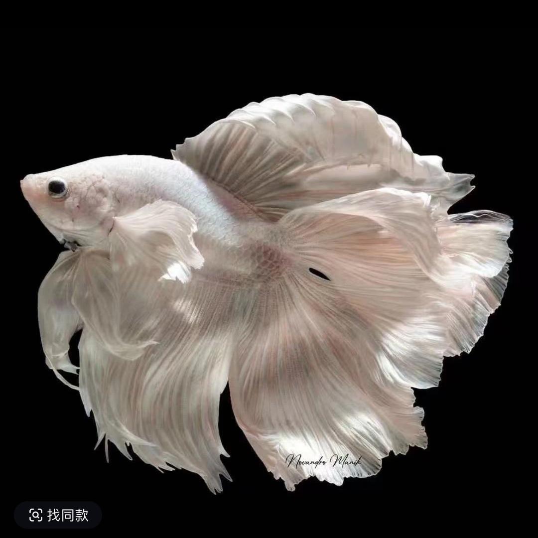 小师妹水族精选