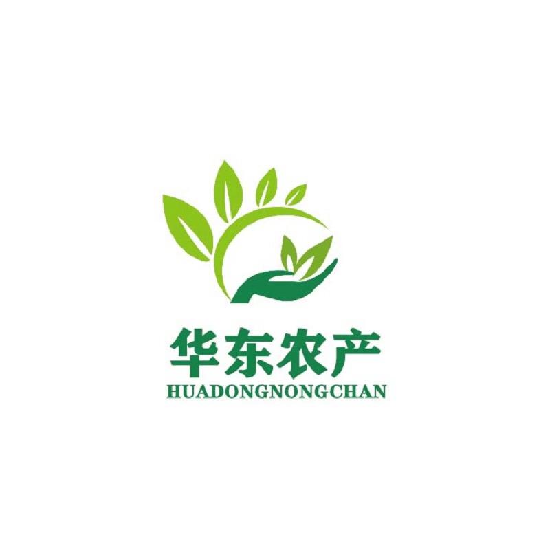华东蒜黄种植基地
