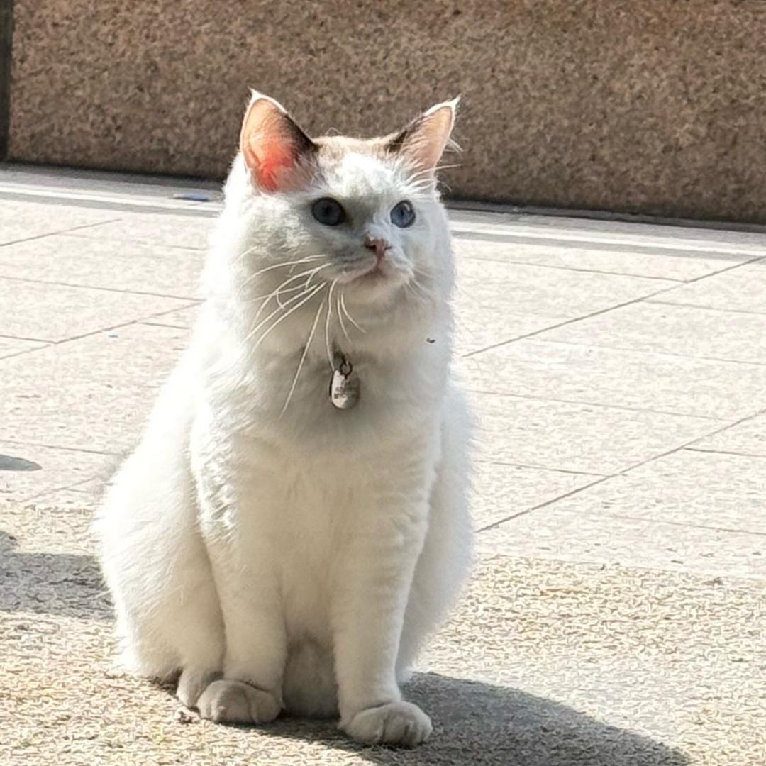 晕头小狗