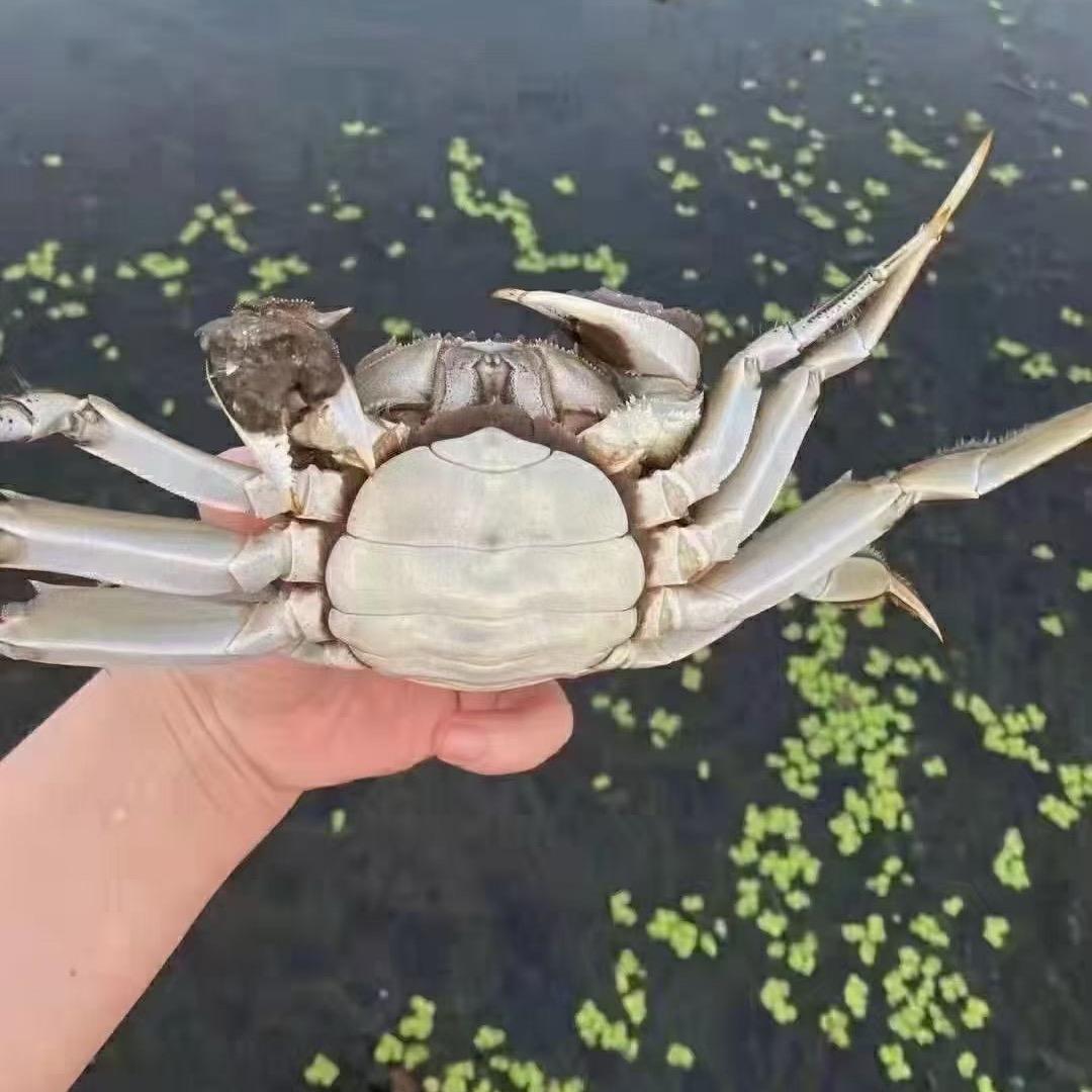 蟹农阿伟