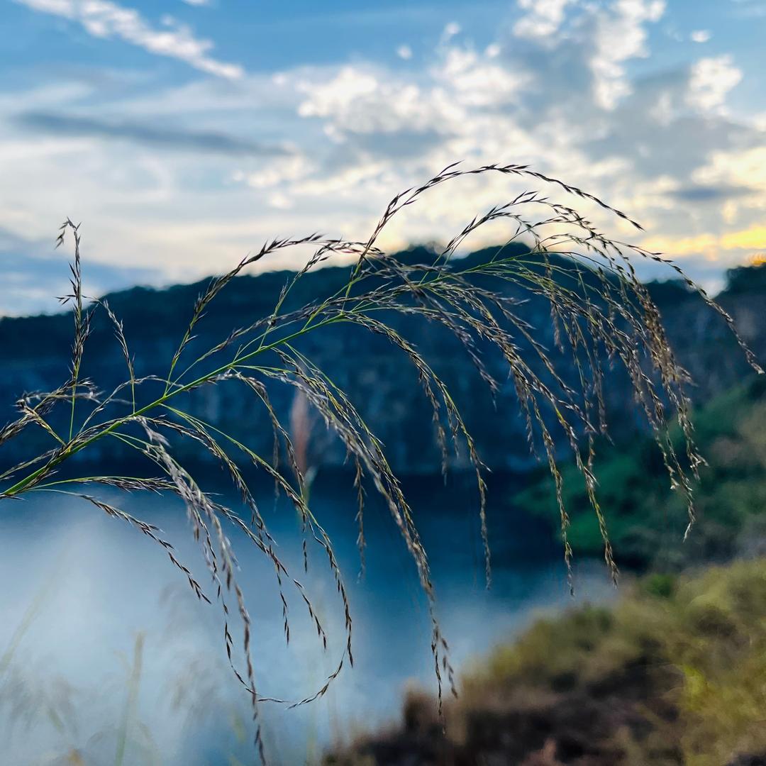 小飞鱼