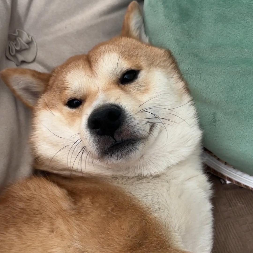 旺财不是婵头像