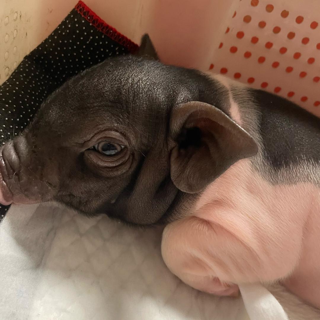 江浙沪退休梁阿姨