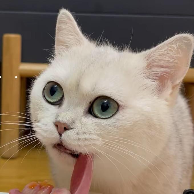 脏脏猫日记🐱