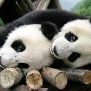 网红乌梢蛇。