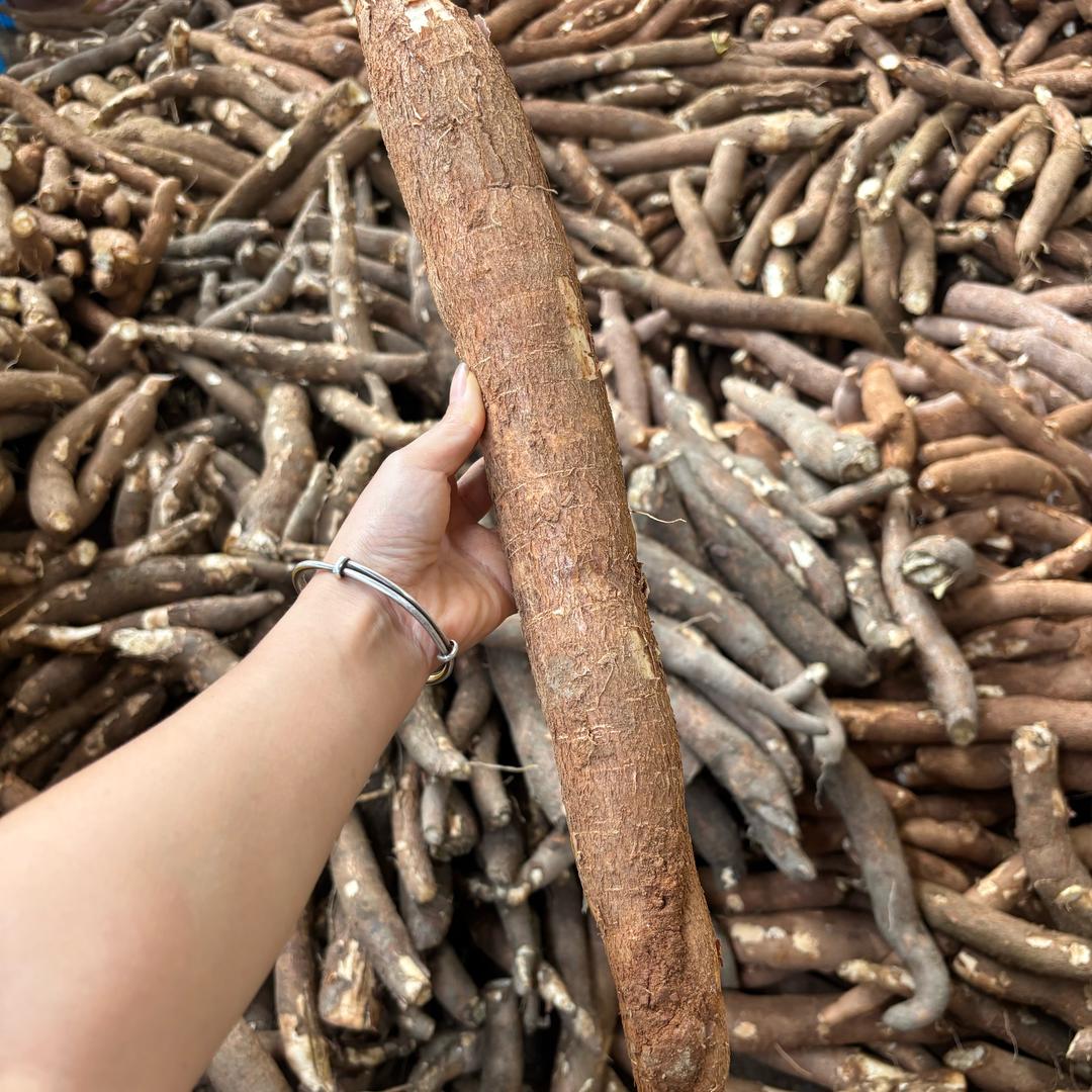 鲸鲸（黄心木薯版）