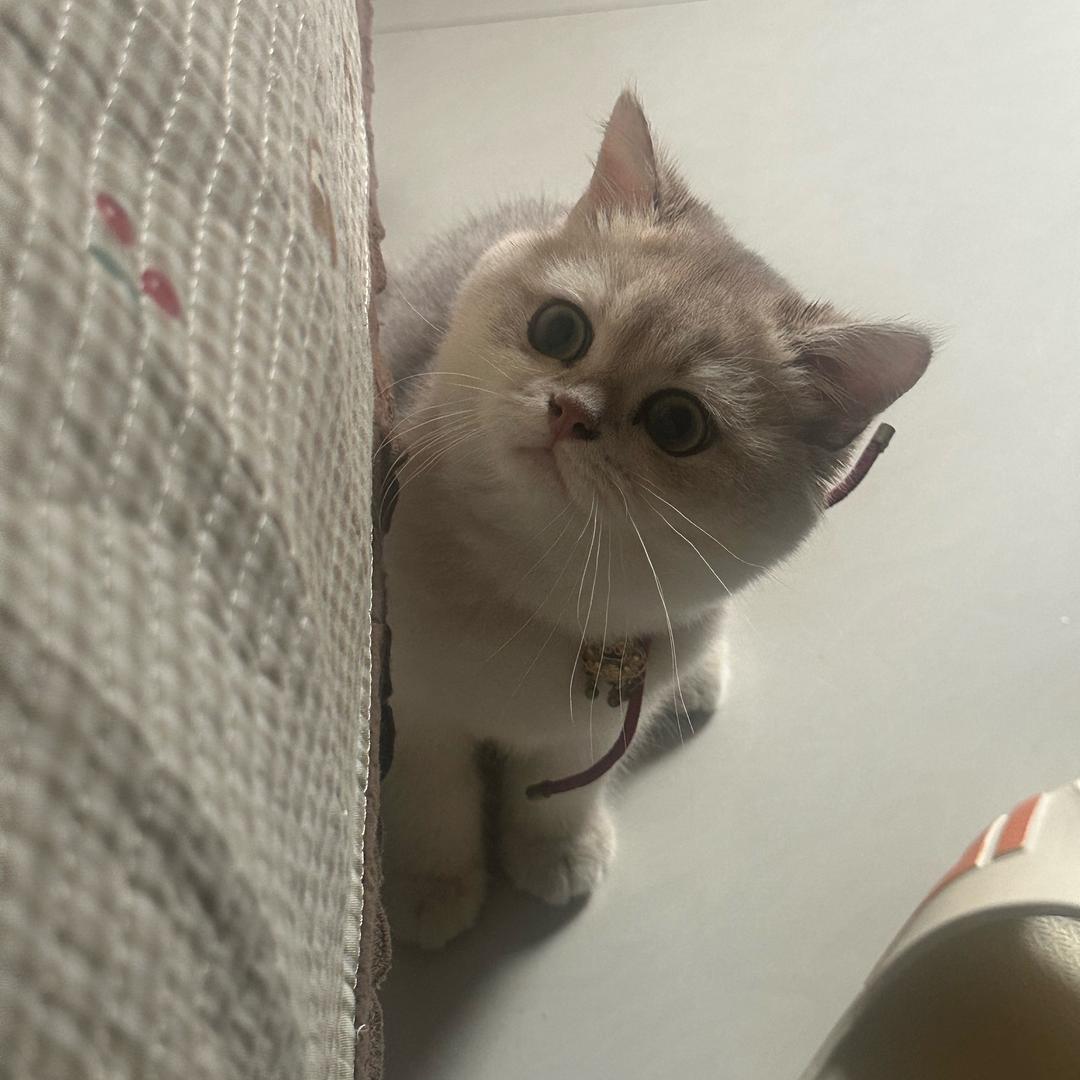 猪咪钱多多