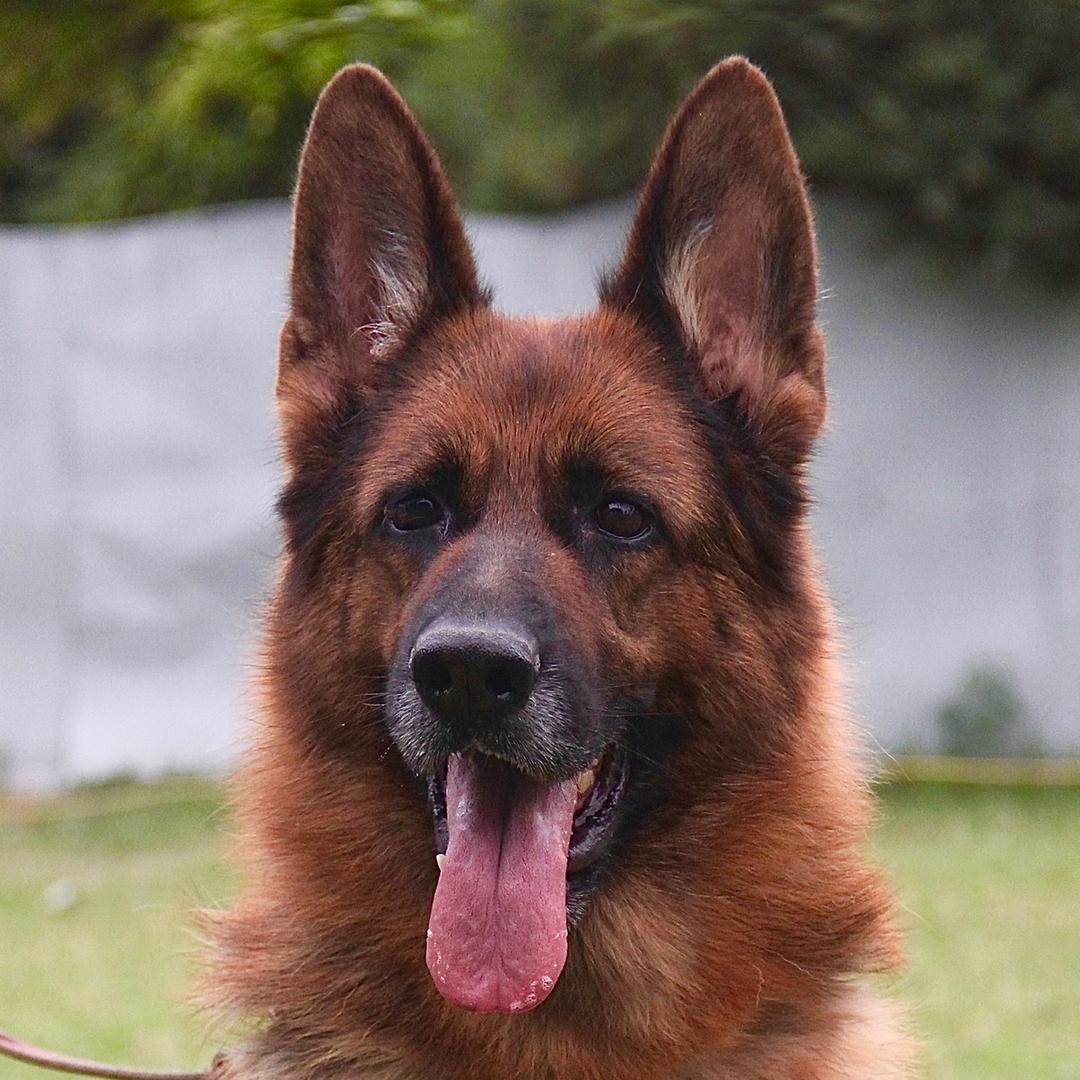 凯利鑫源宠物用品店CSV凯利狼犬