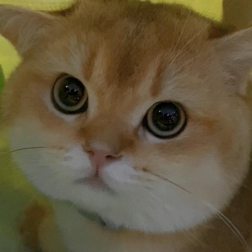 一茹既往（猫咪控）