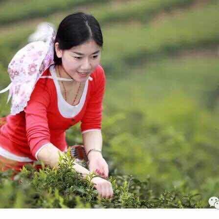 徽诚茶叶有限公司