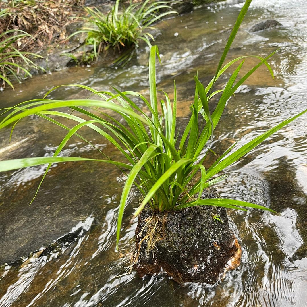 山野绿植馆