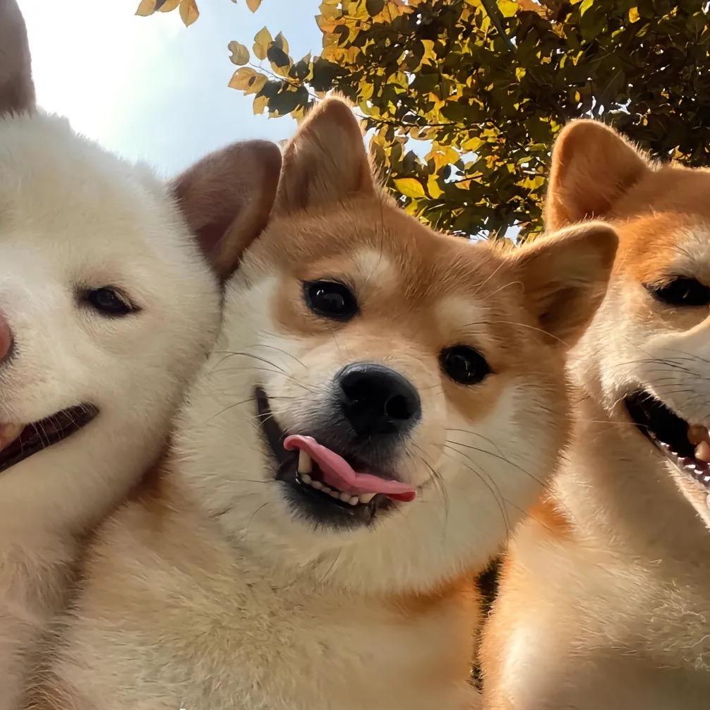 苦瓜不苦