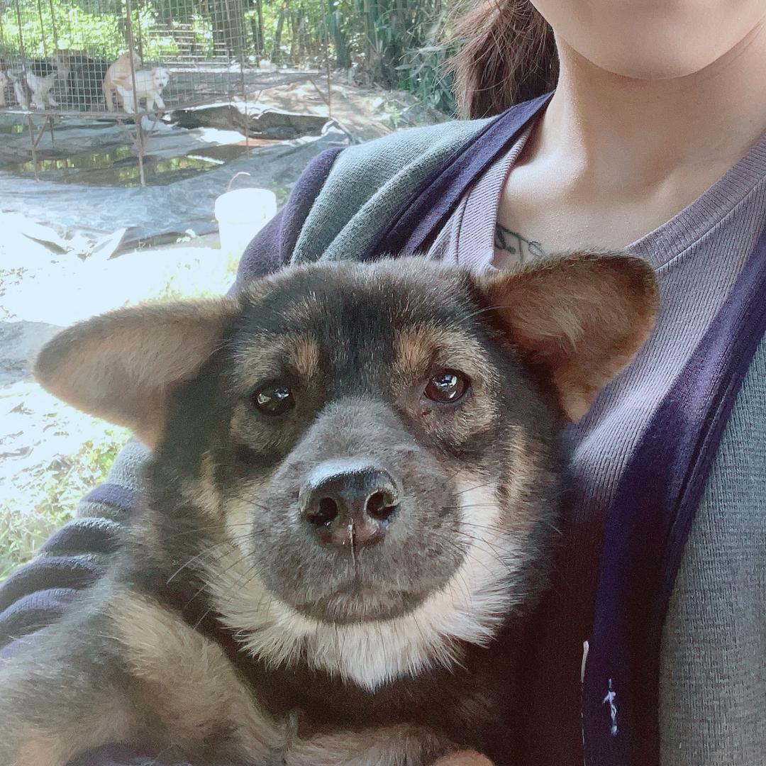 汪汪队🐕