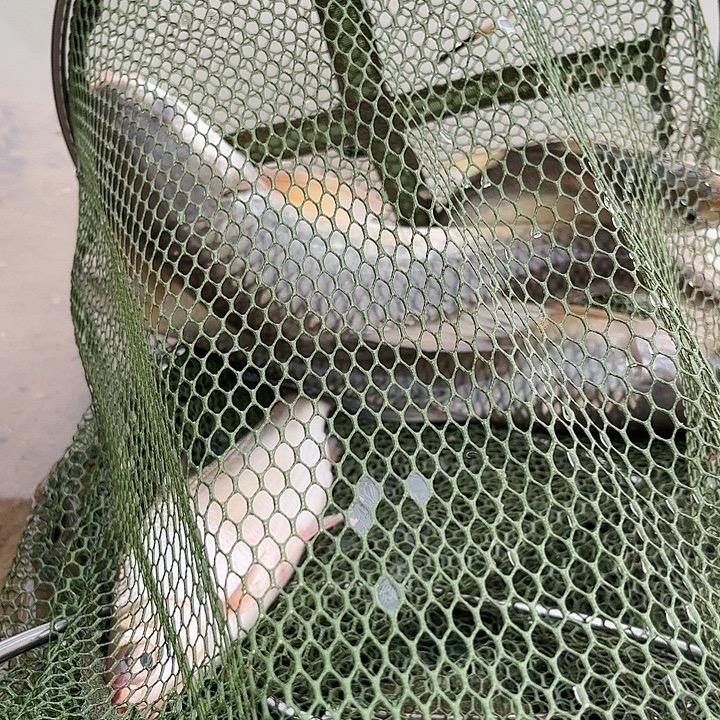 小辣椒🌶️🌶️