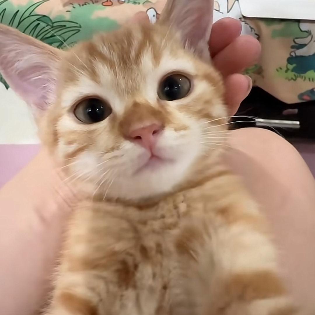 不爱吃饼皮