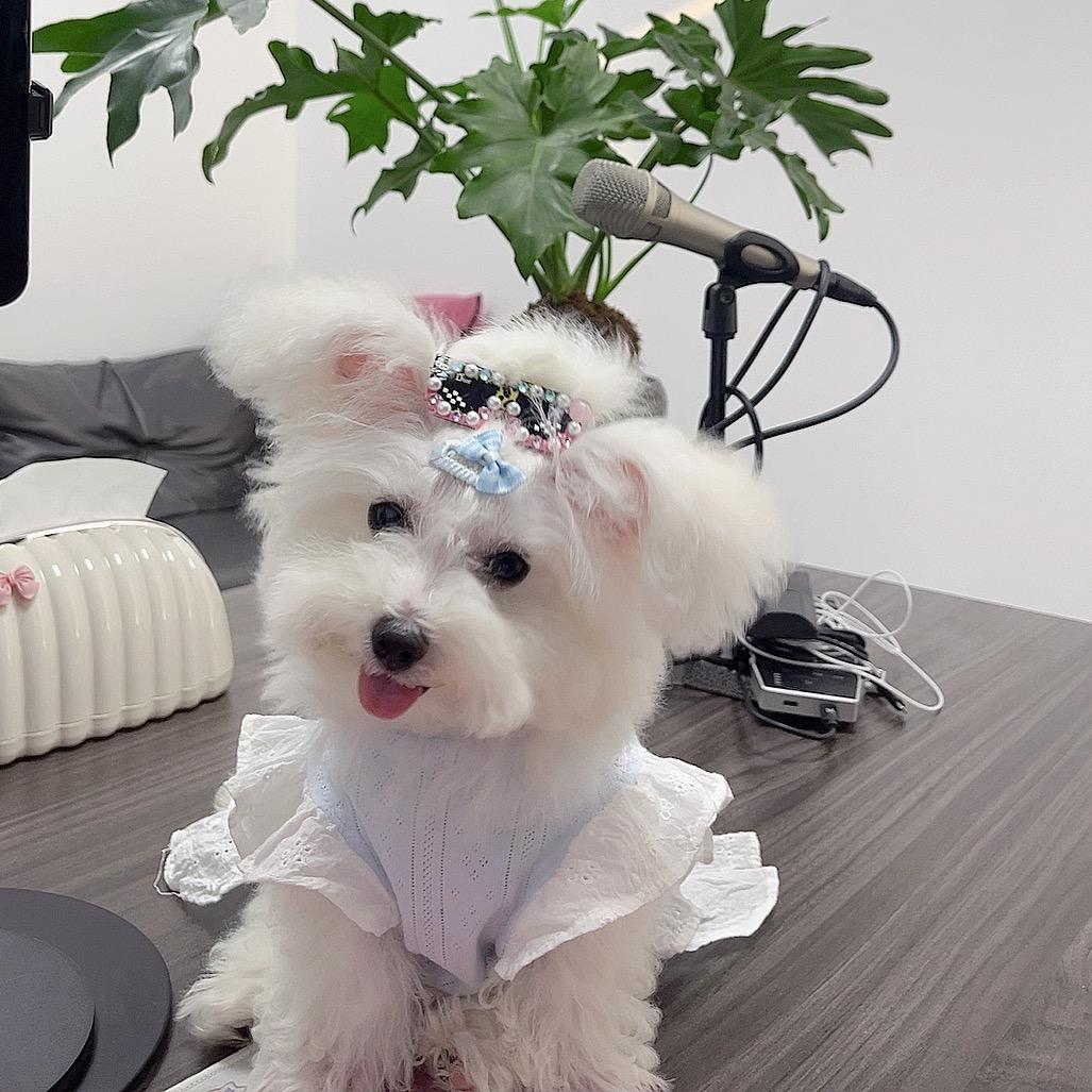 闪闪啊