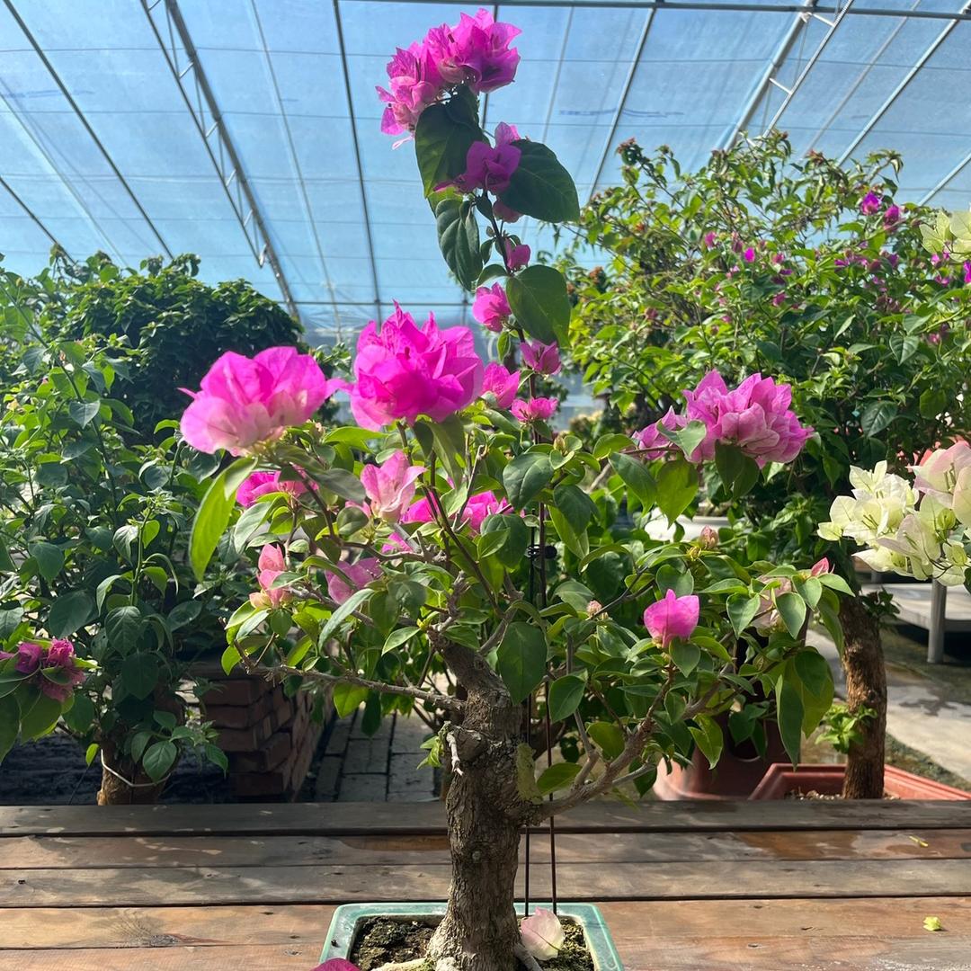 春暖花开园艺