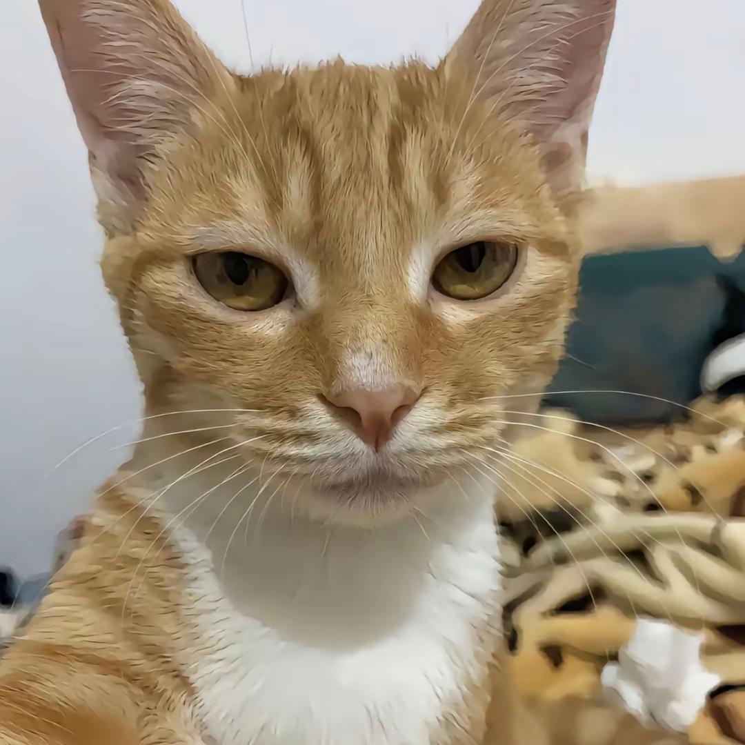 小北（无畏契约）