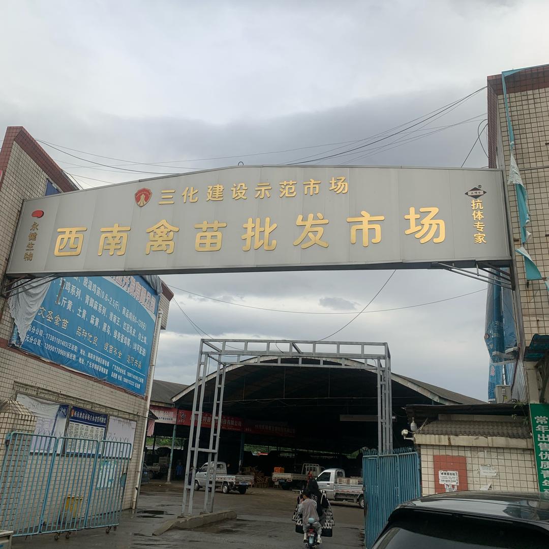 四川鸭鹅苗孵化厂（宝总）