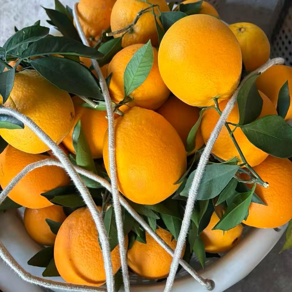 吃脐橙长大的赣南老表