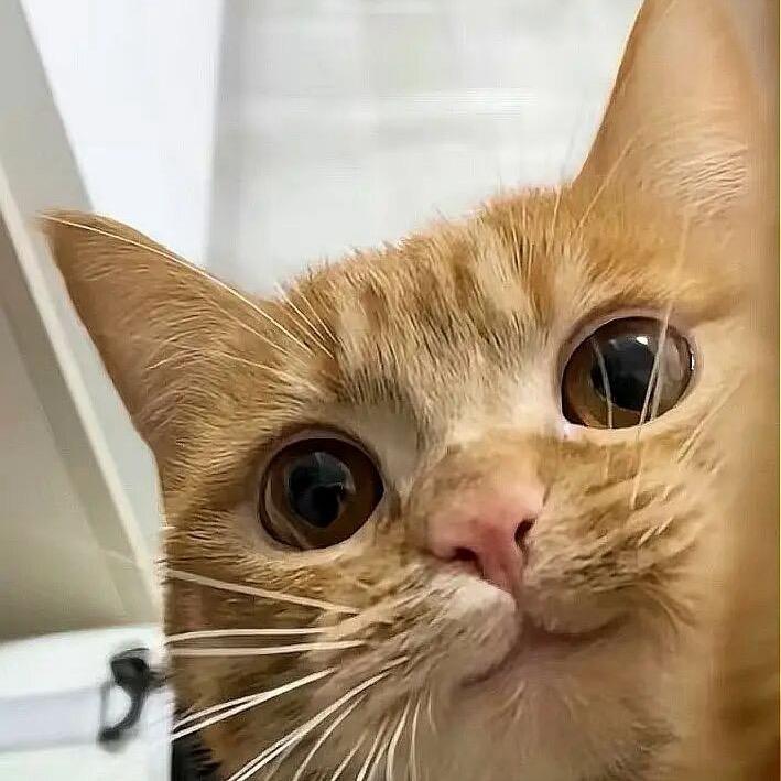 🐾