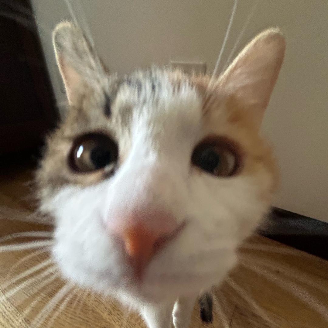呼呼