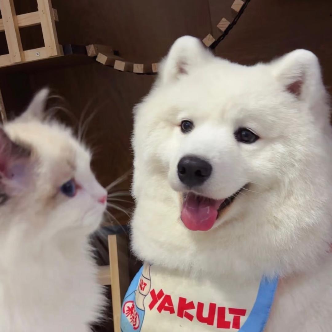 耶耶喵喵喵🐾 （见过乐楷版）