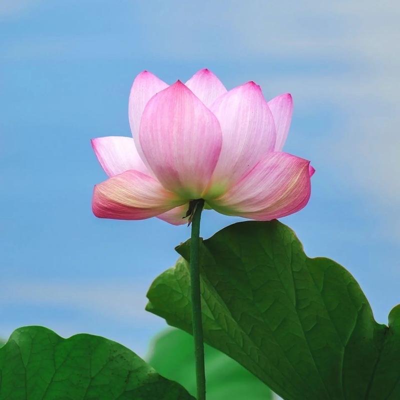 敏歧江