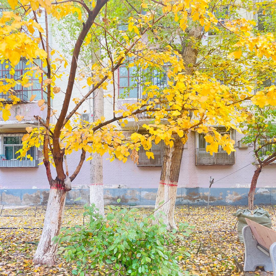 ELnaz🌸依丽娜孜