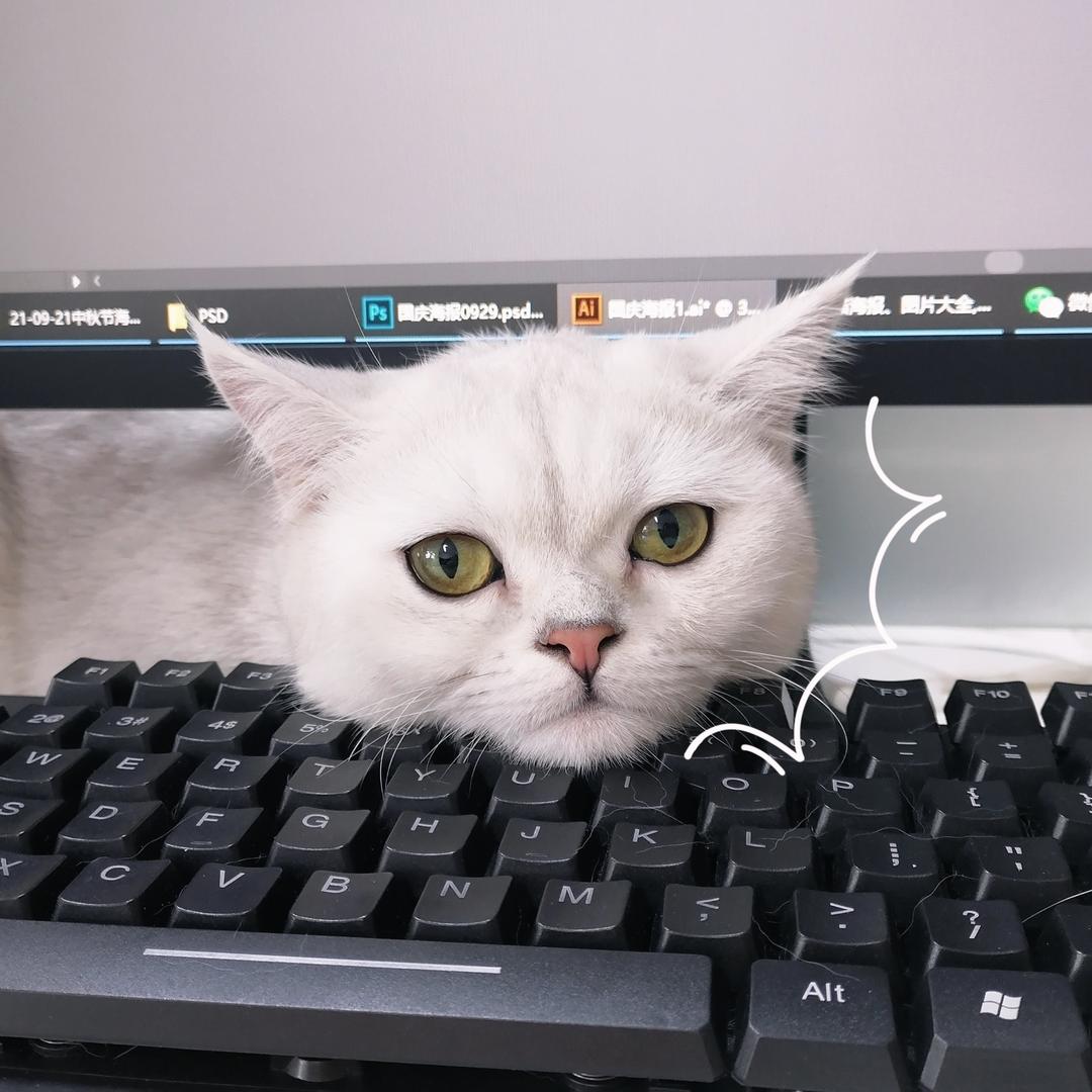 Yqk养猫