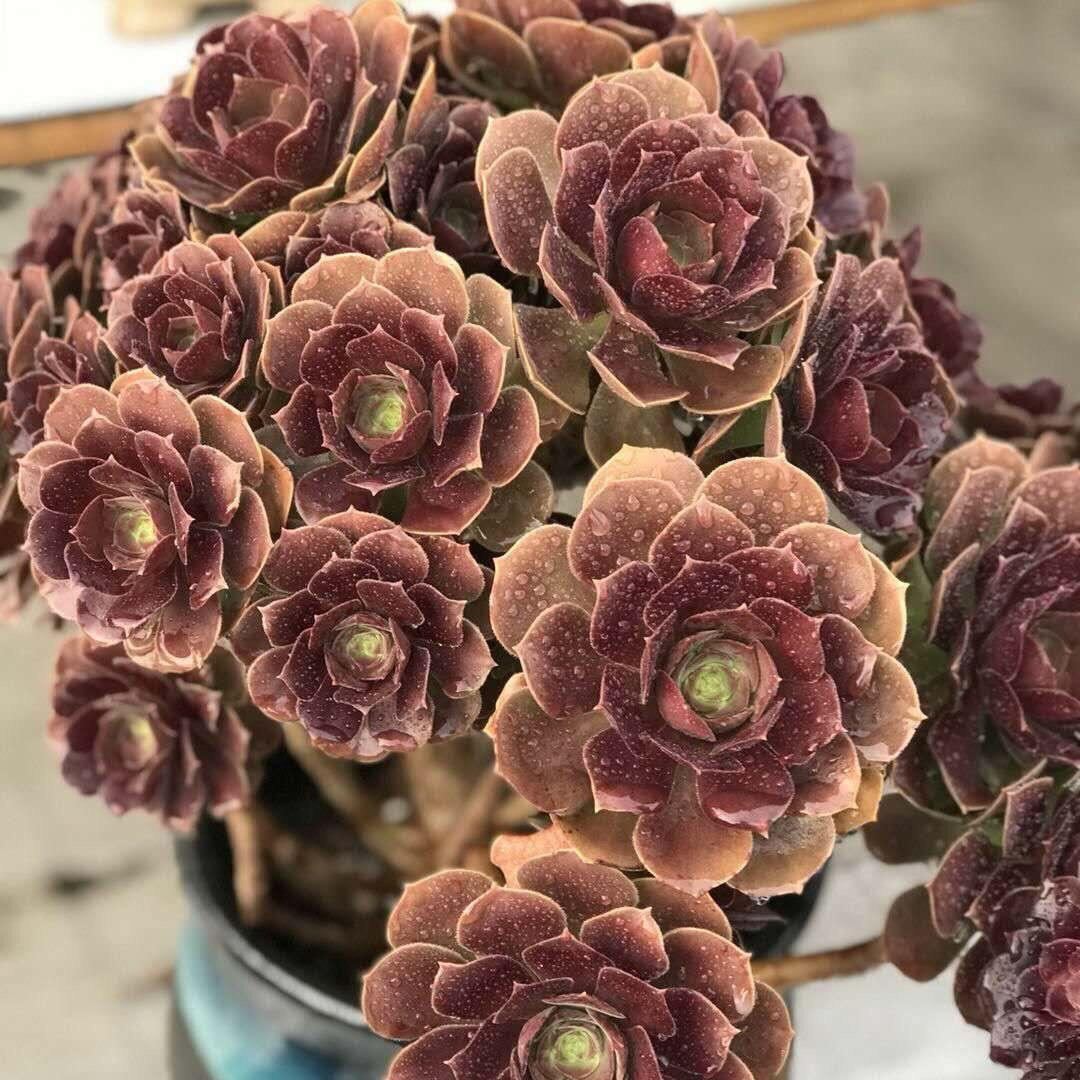 新时代法师多肉
