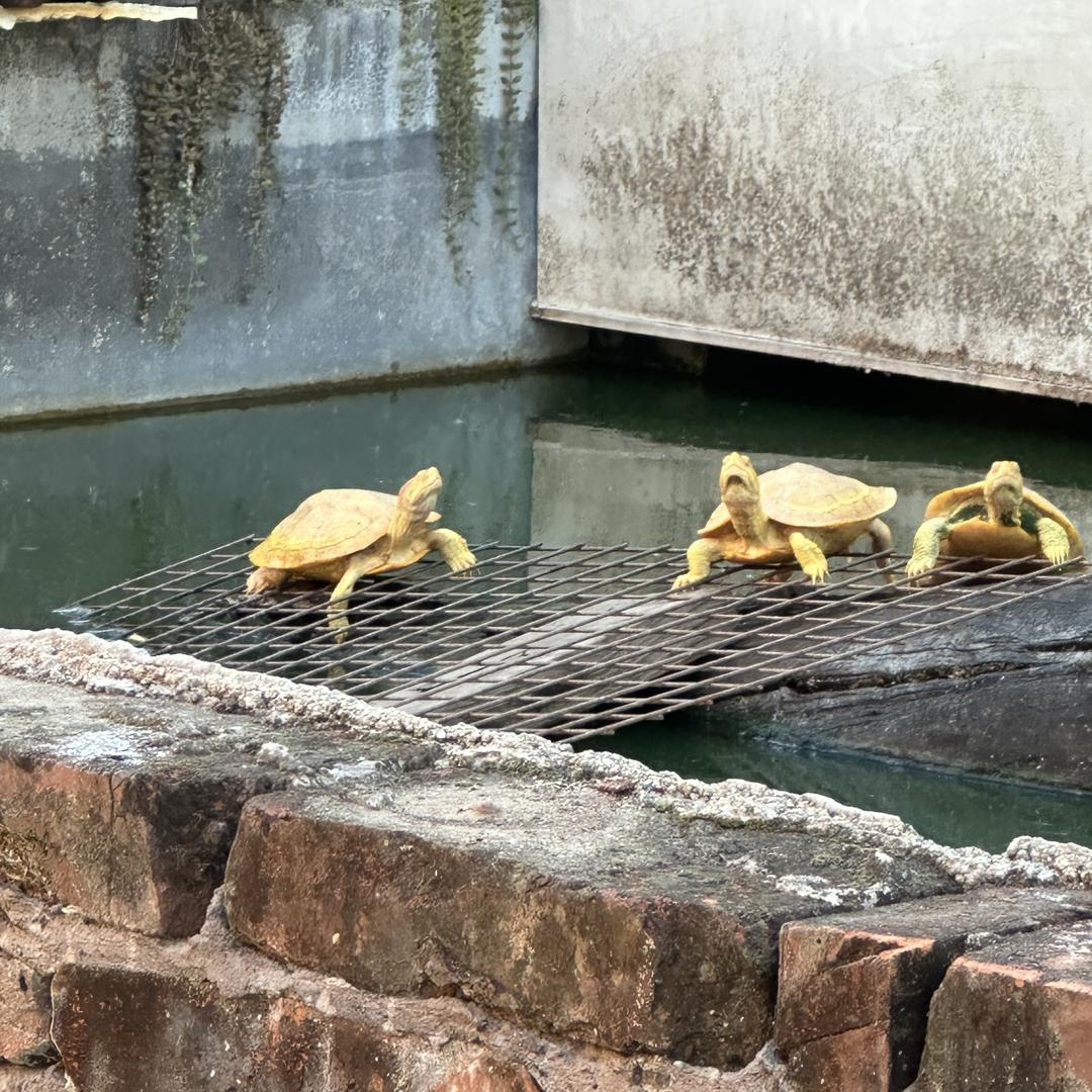 龟龟的旅行