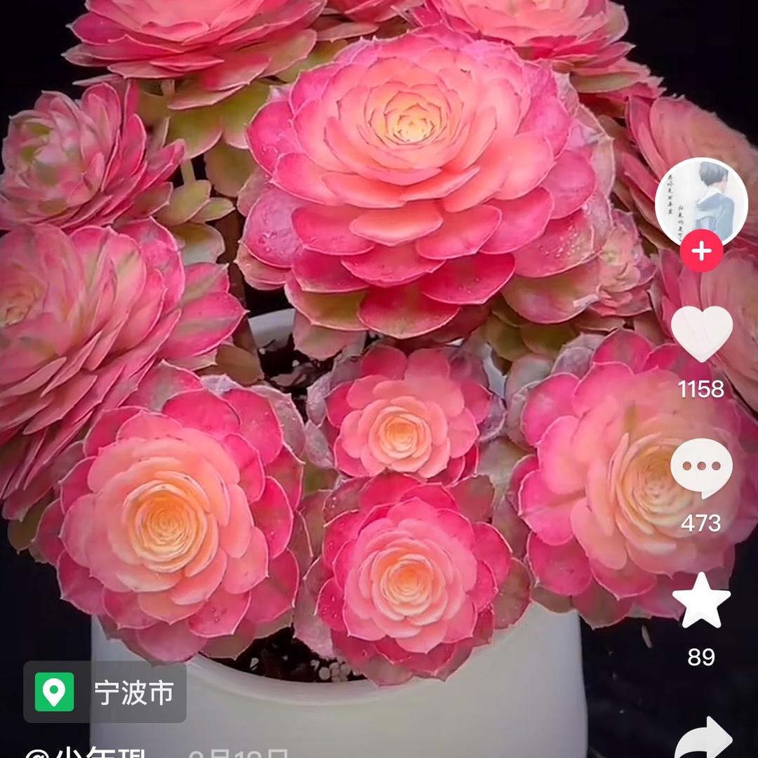 大张多肉