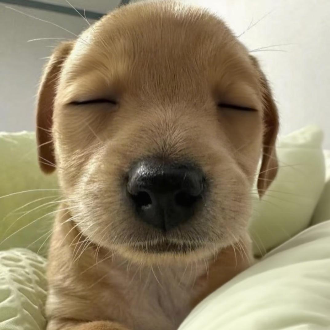 鲨鱼辣椒