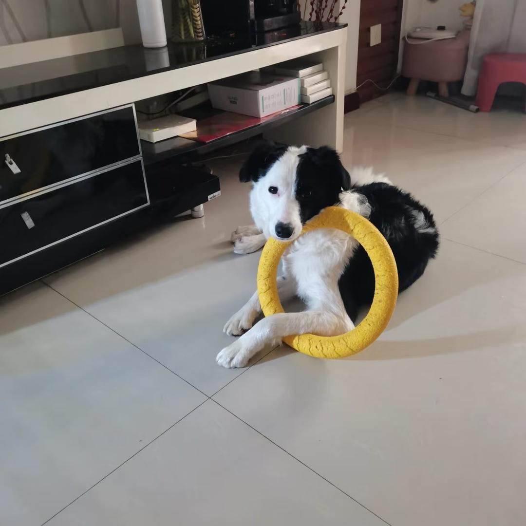 努力奔跑的罗麻将